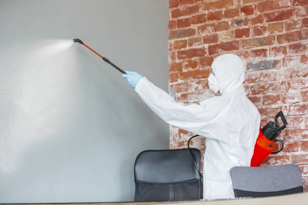 Best Mold Damage Restoration  in Edgewood, OH