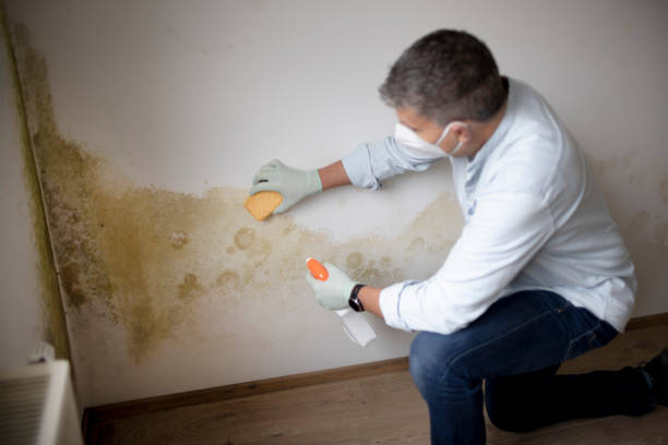 Best Water Damage & Mold Remediation  in Edgewood, OH